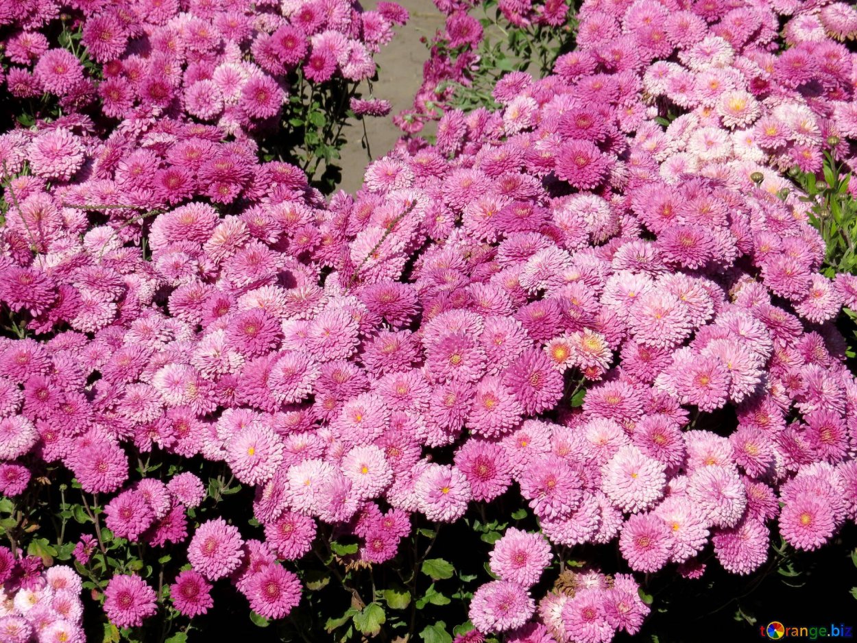 Цветы дубочки хризантемы