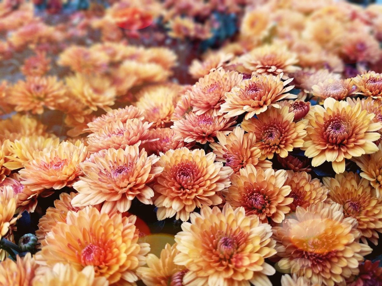 Хризантема мультифлора Балиос