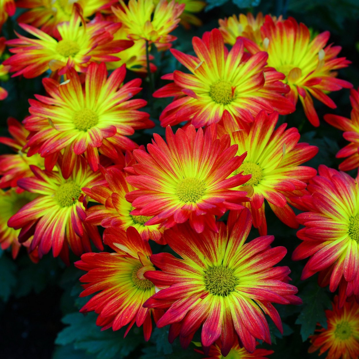 Цветы хризантемы