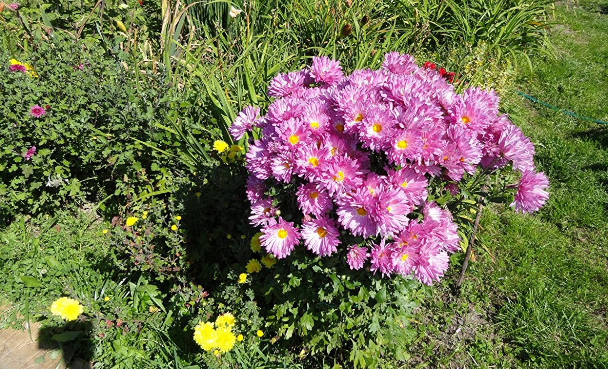 Хризантема корейская juweeltje Extra