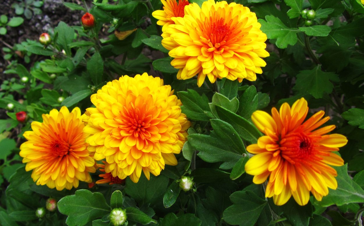 Хризантема корейская Гир гар