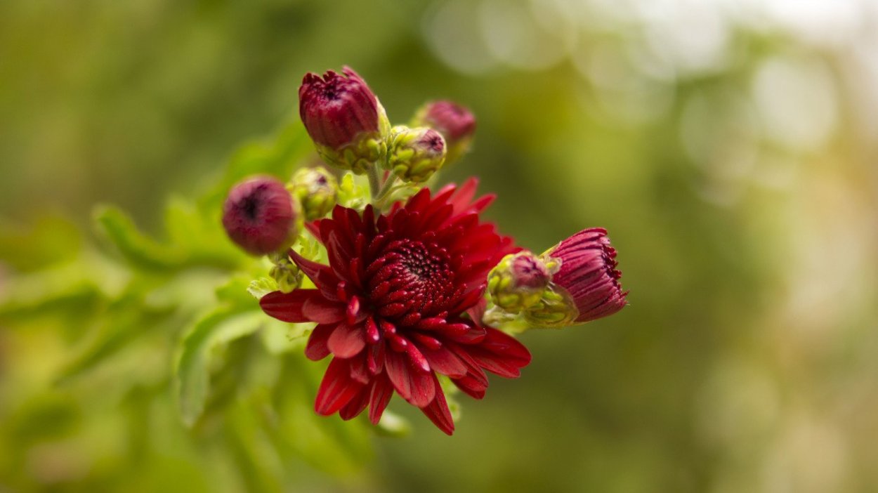 Дубки бутоны