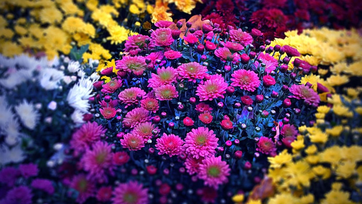 Осень хризантемы