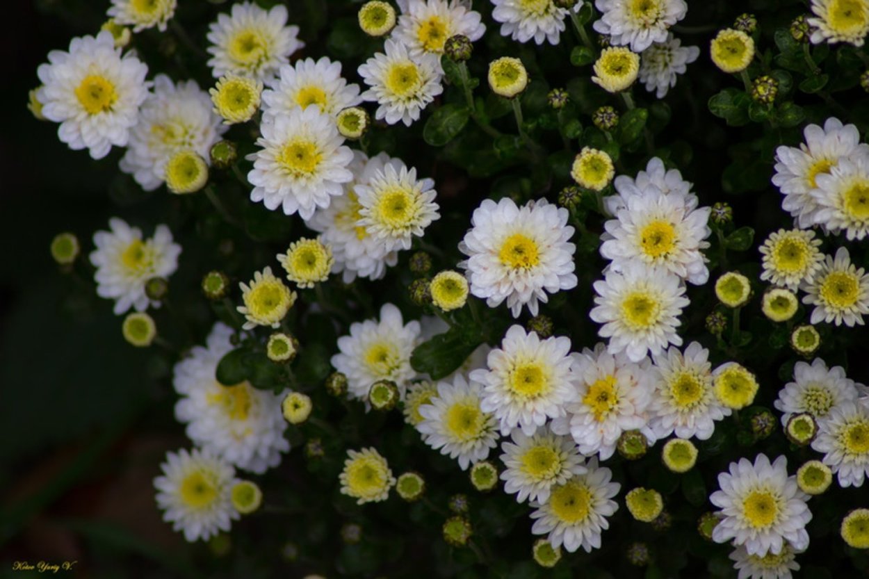 Хризантемы Дубки