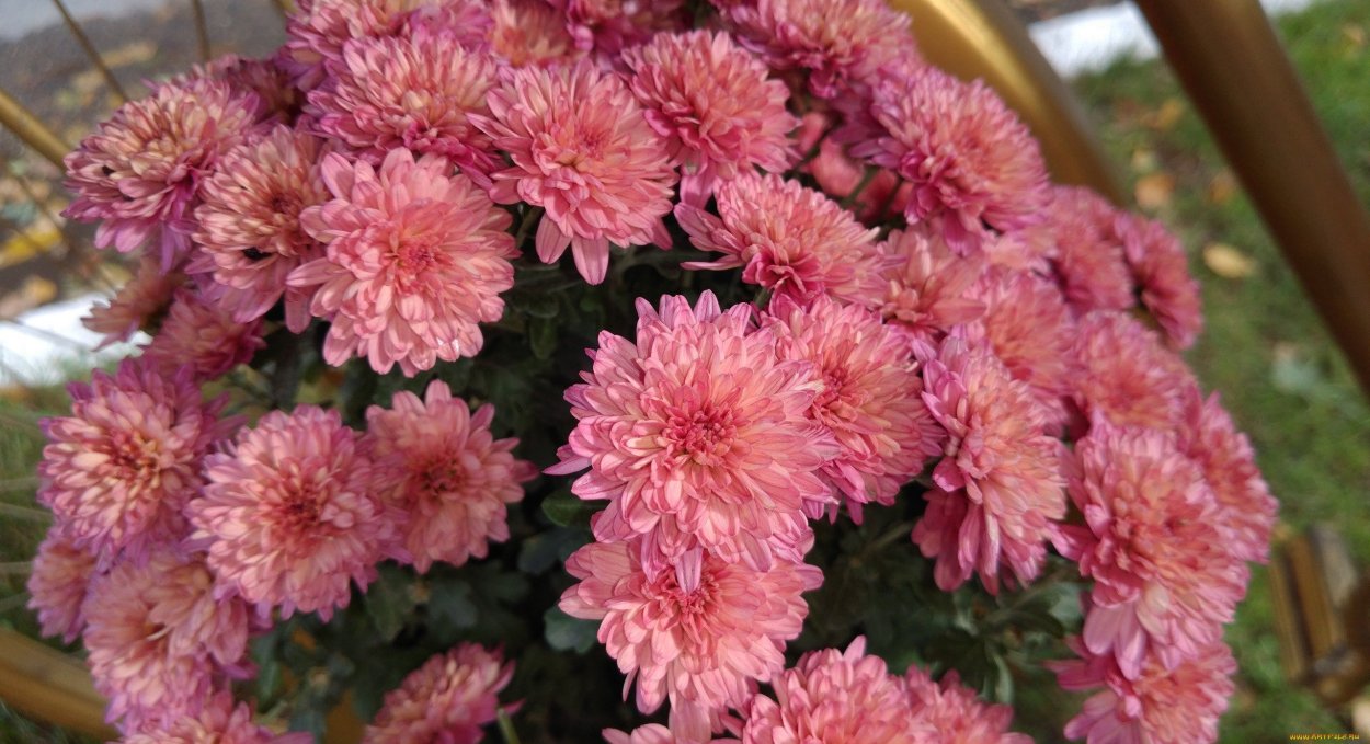 Дубки цветы