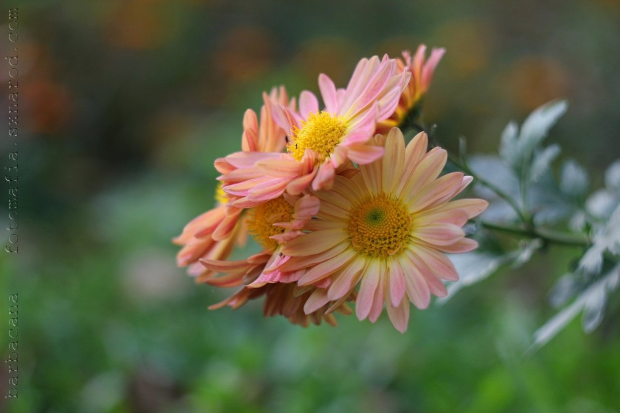 Летние Дубки