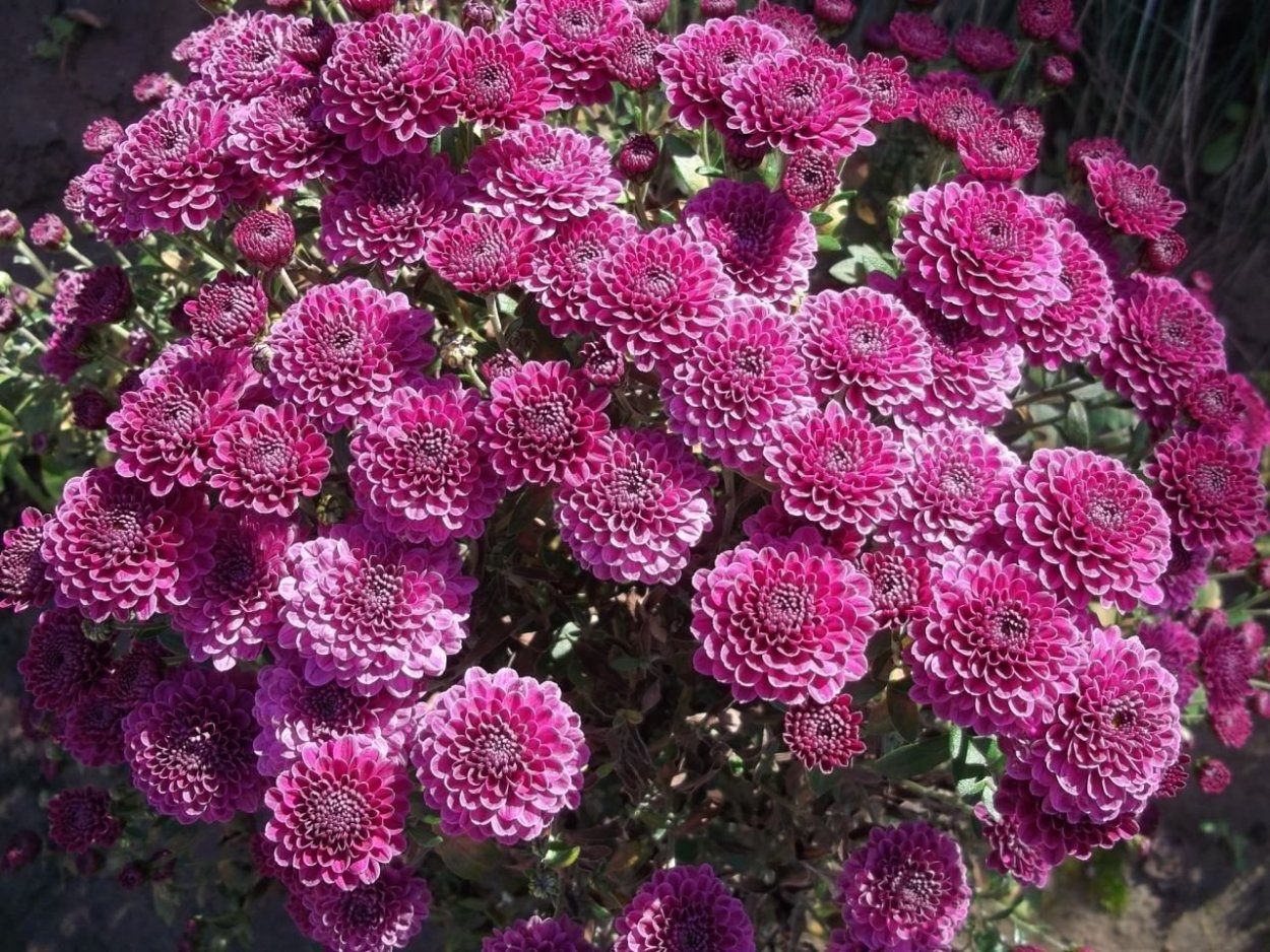 Хризантема корейская Дубок