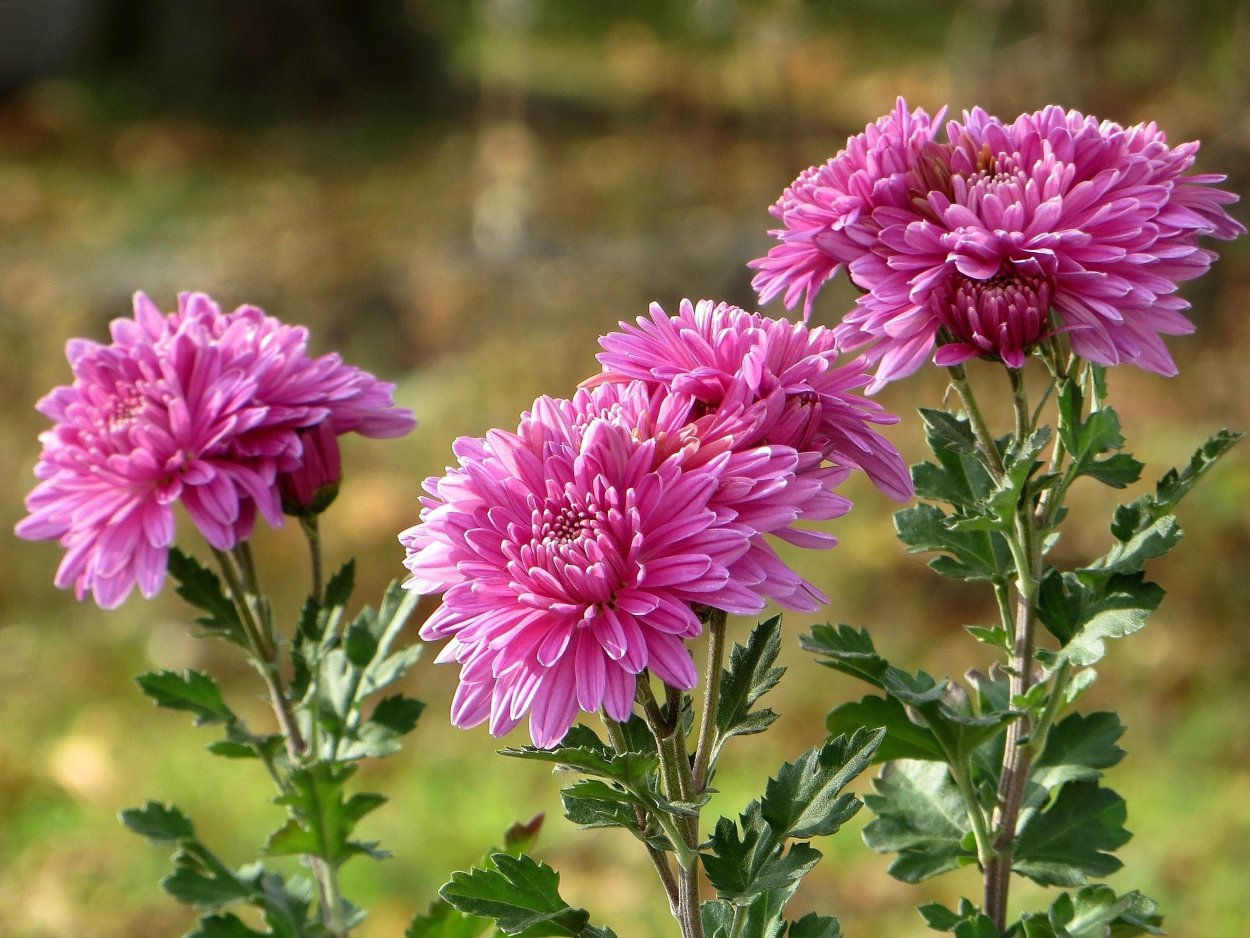 Цветы дубочки хризантемы