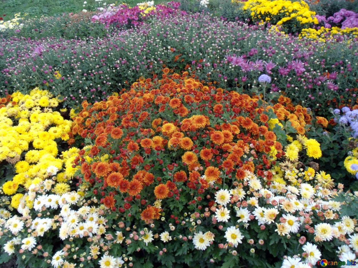 Хризантема мультифлора шаровидная клумба