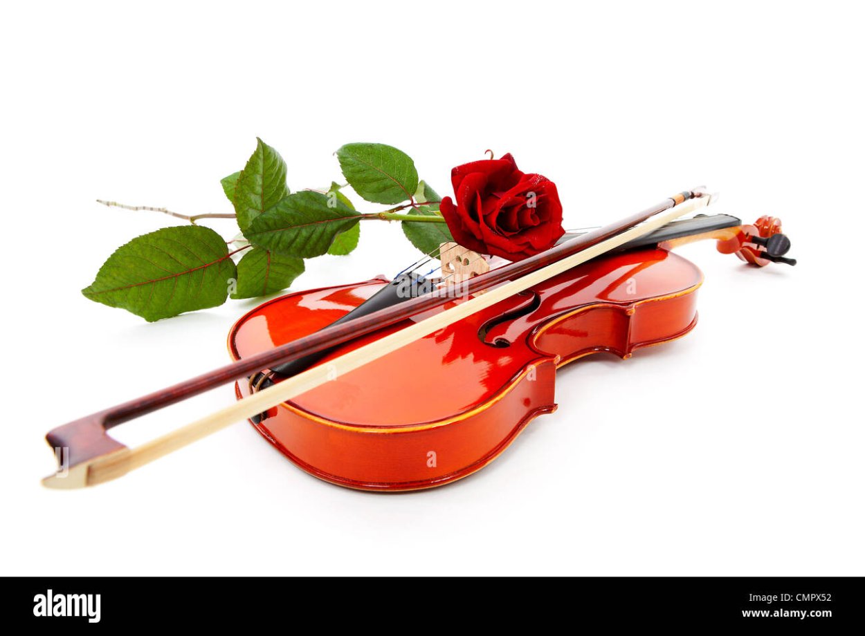Скрипка и розы