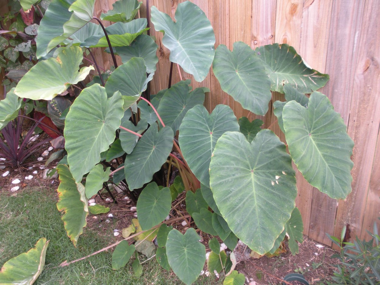 Колоказия клубни