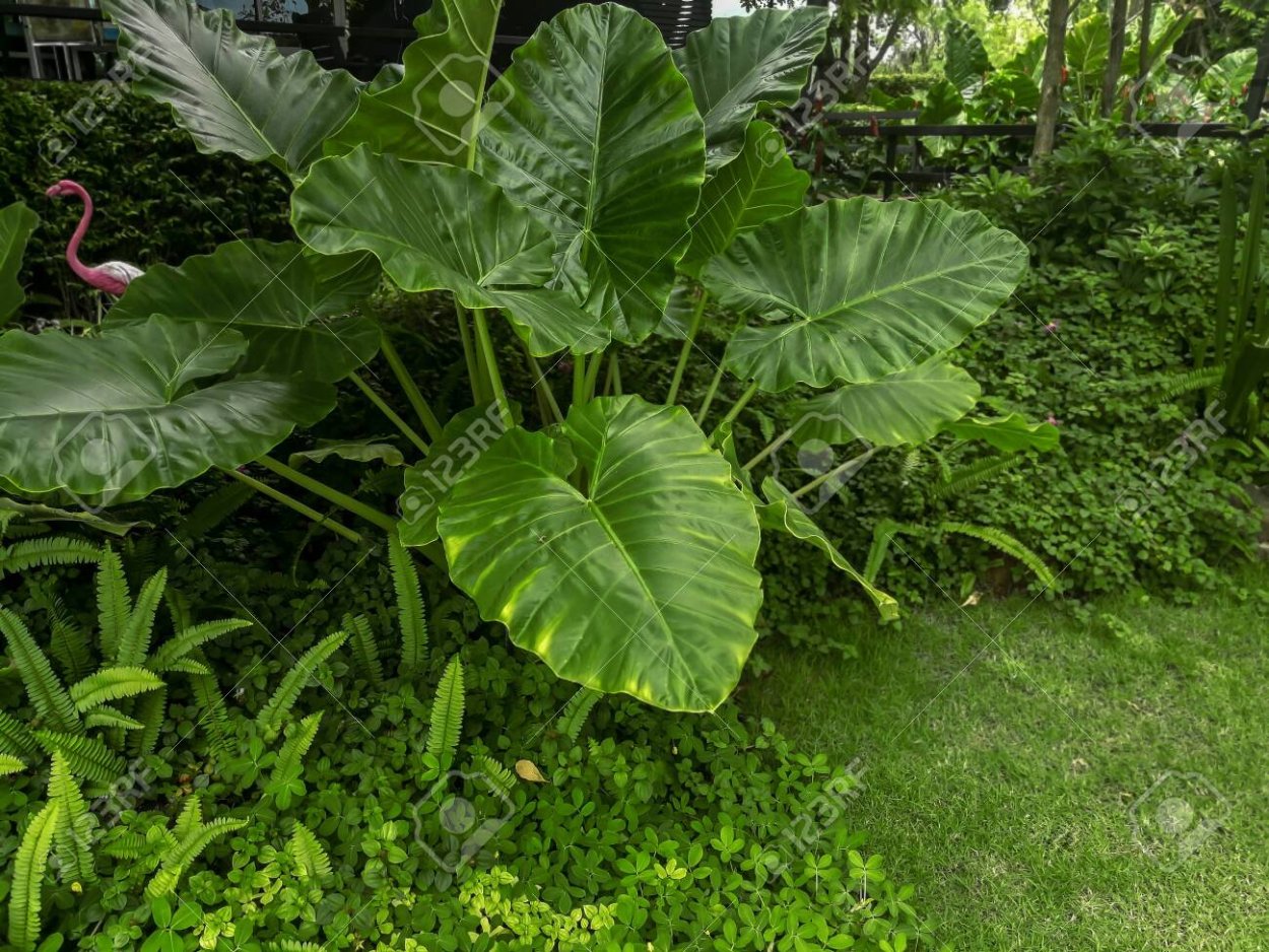 Колоказия Эскаланте