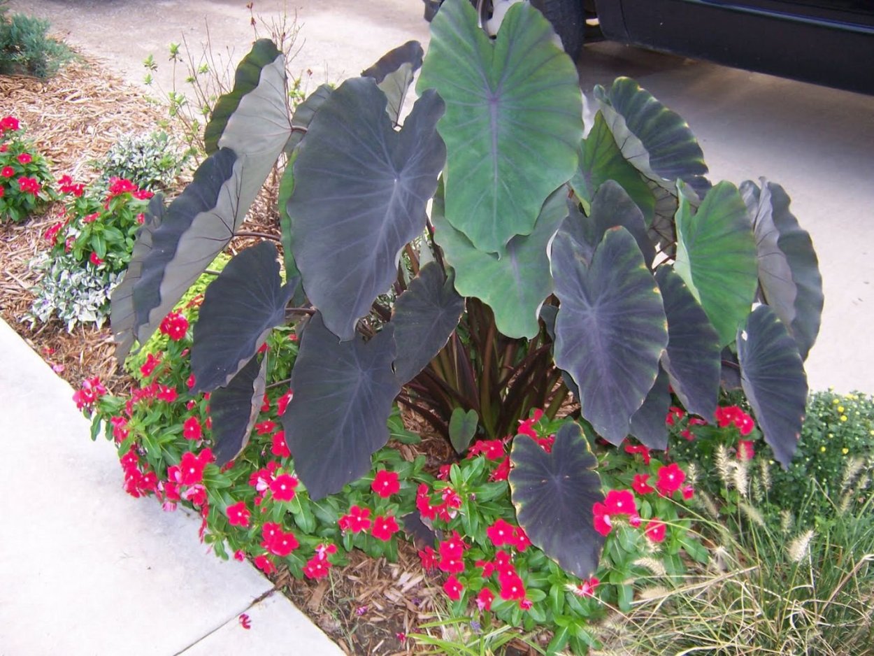 Алоказия korthalsii Grandis