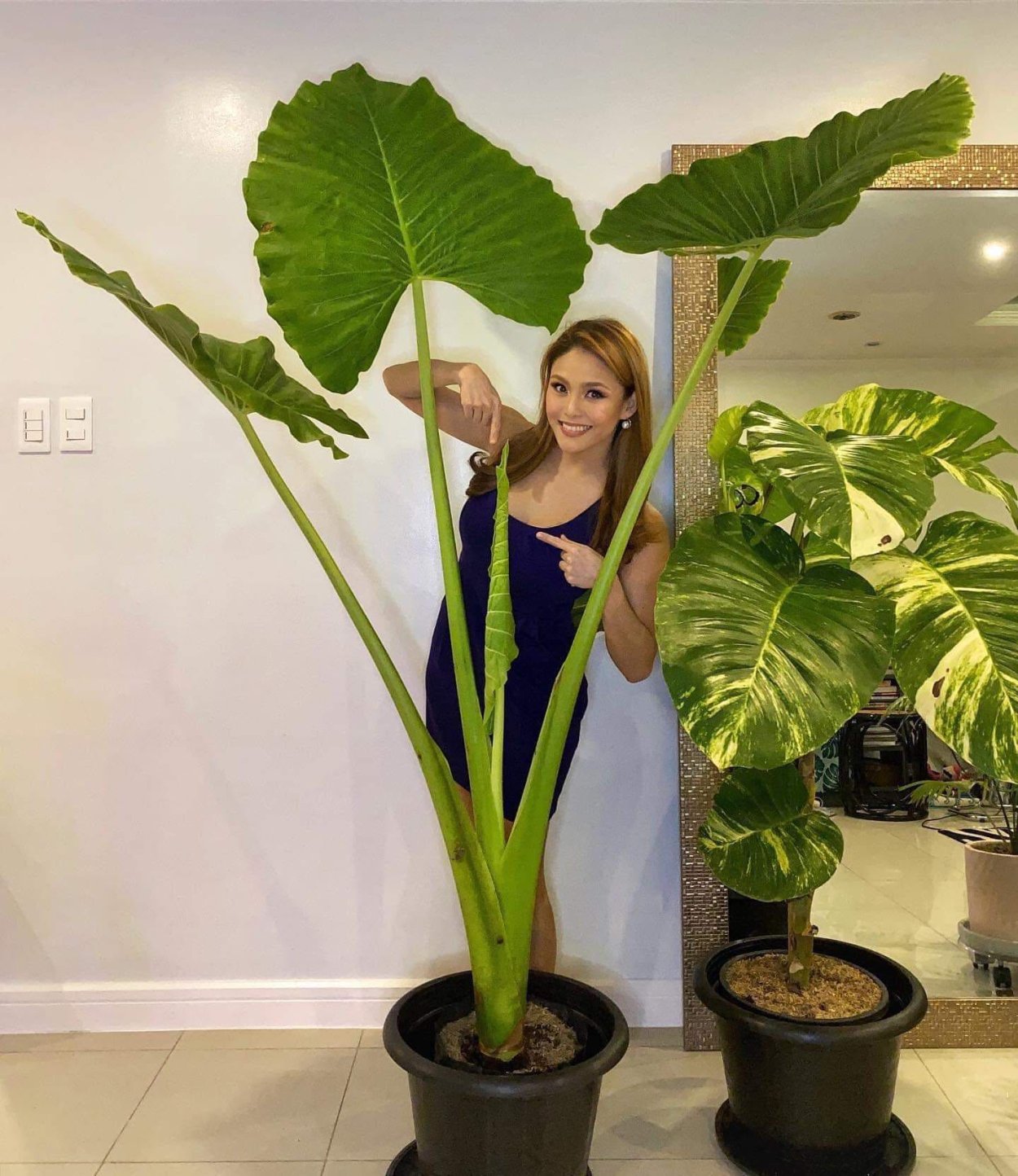 Колоказия луковица