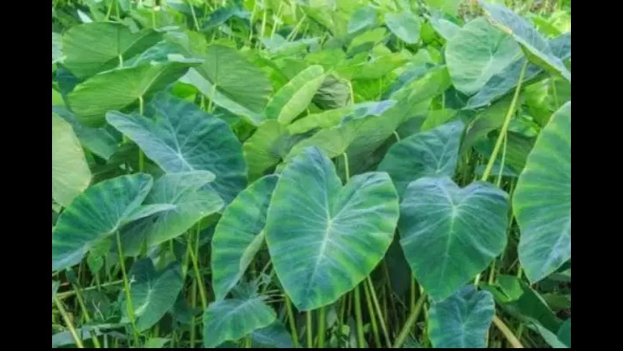 Каладиум Флорида Санрайз