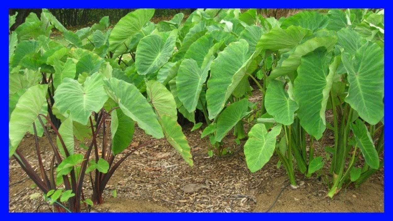 Алоказия сладкая вата