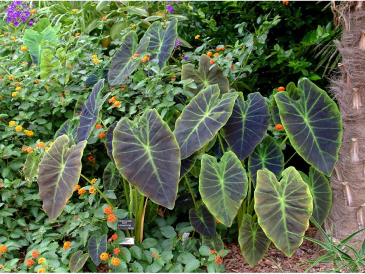 Колоказия (Colocasia)