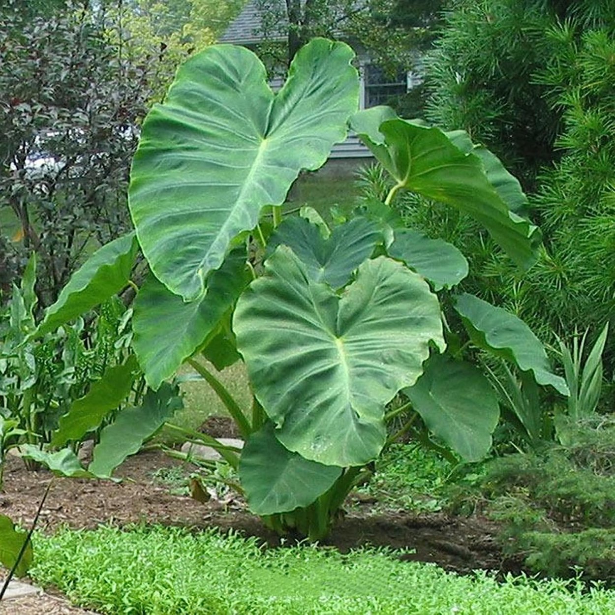 Мини каладиумы