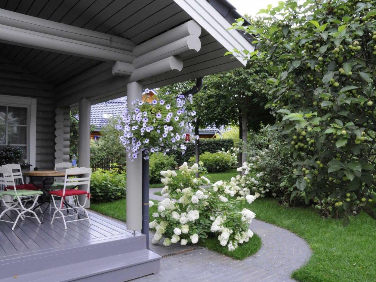 Моноклумба петуния