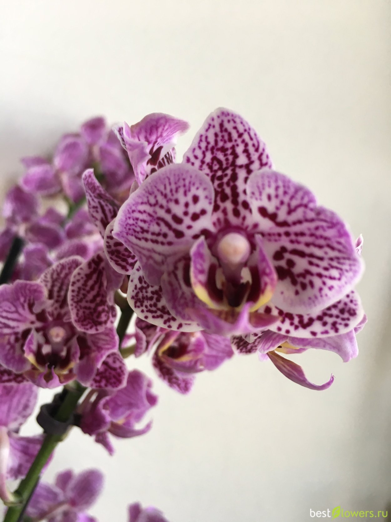 Орхидея фаленопсис бабочка