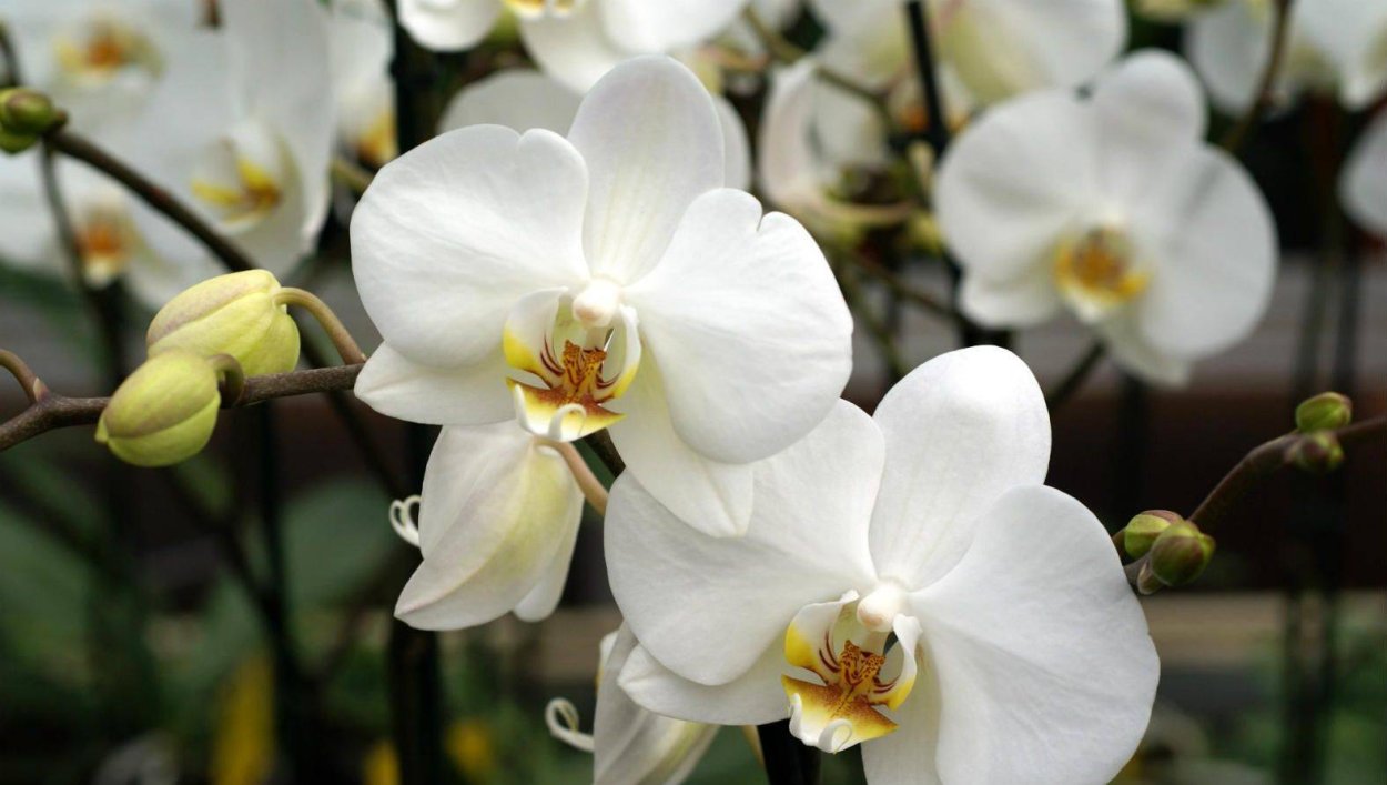 Фаленопсис эквестрис