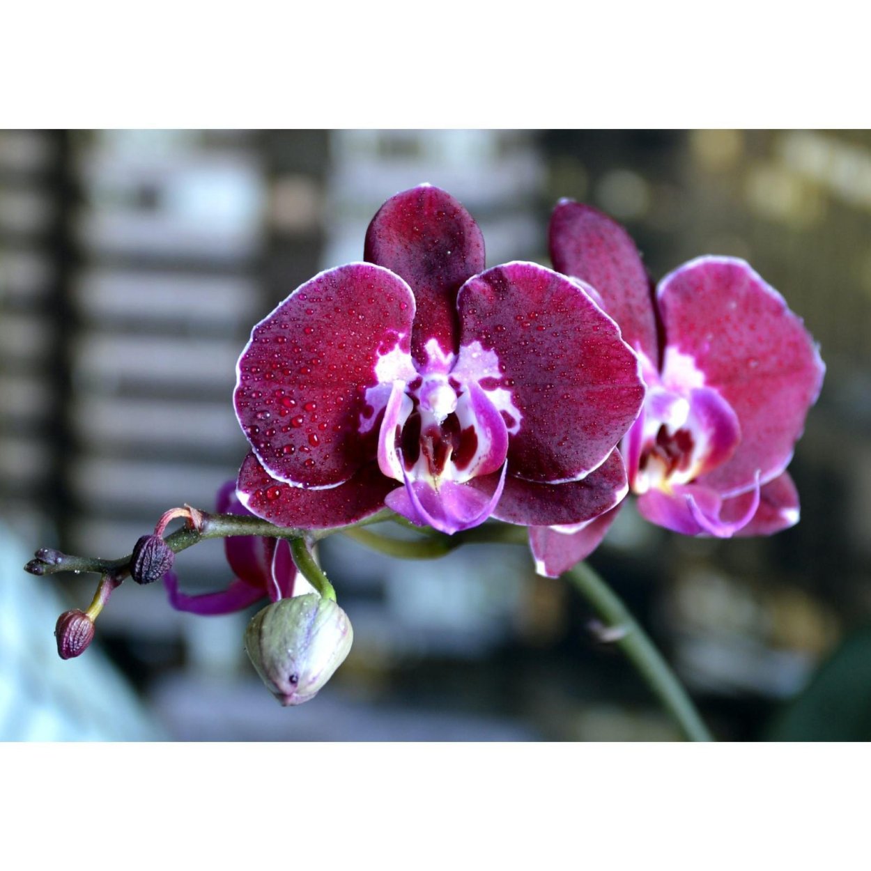 Фаленопсис Armion