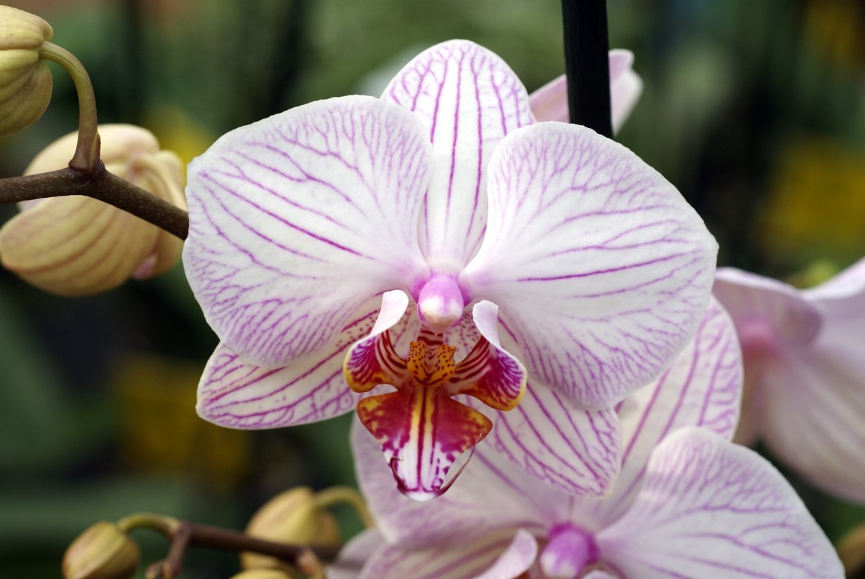Каода Твинкл Орхидея