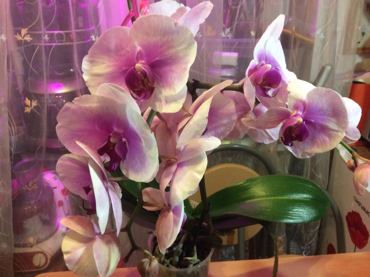 Фаленопсис Амбиансе