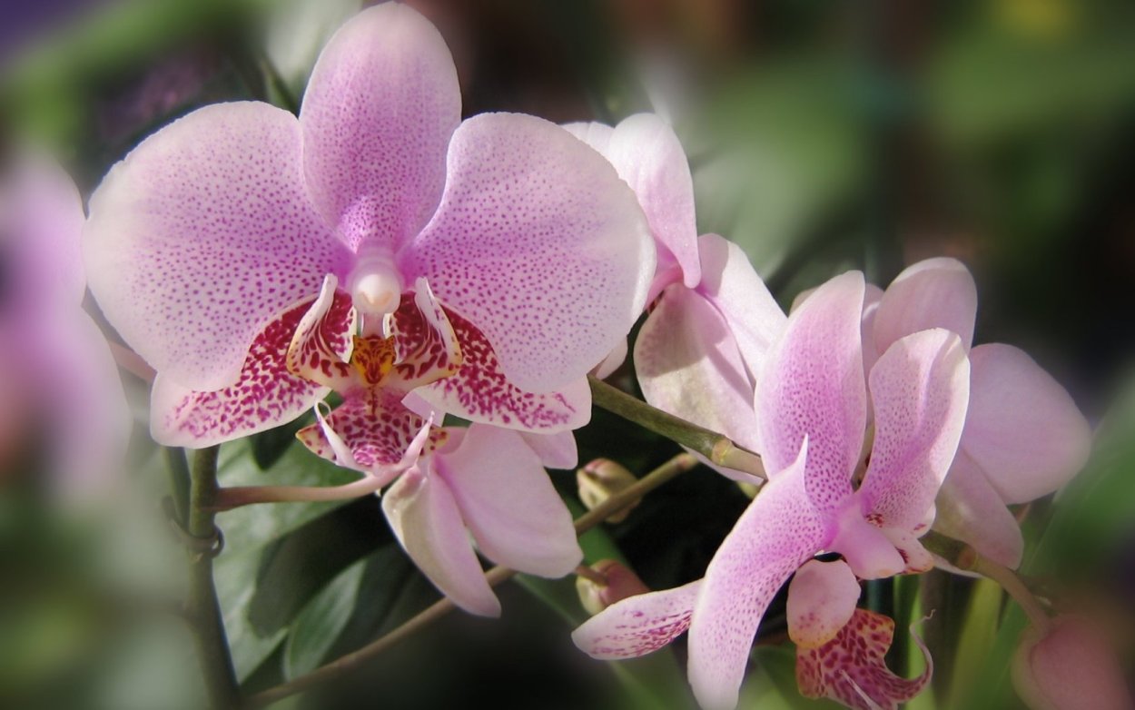 Монах Орхидея