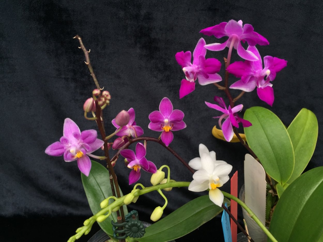 Орхидея фаленопсис Сан Диего