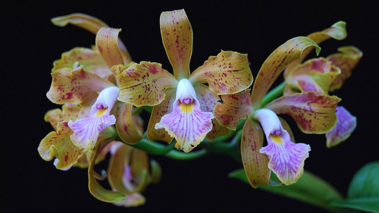 Орхидея фаленопсис Линда