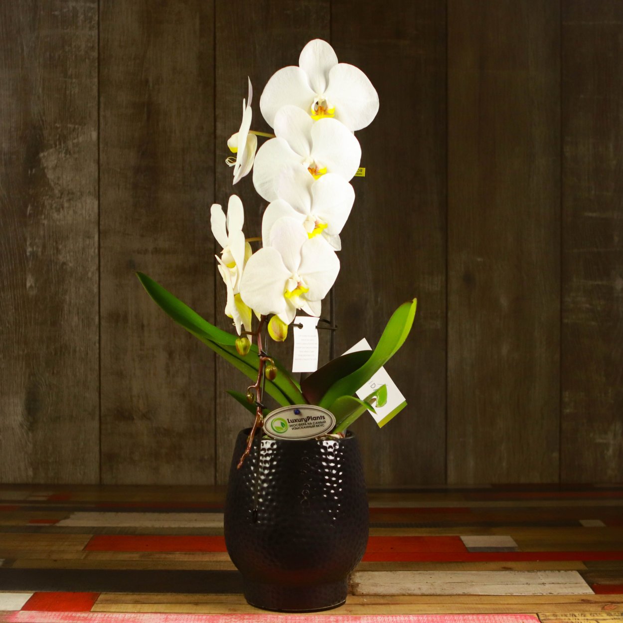 Фаленопсис Пиниф