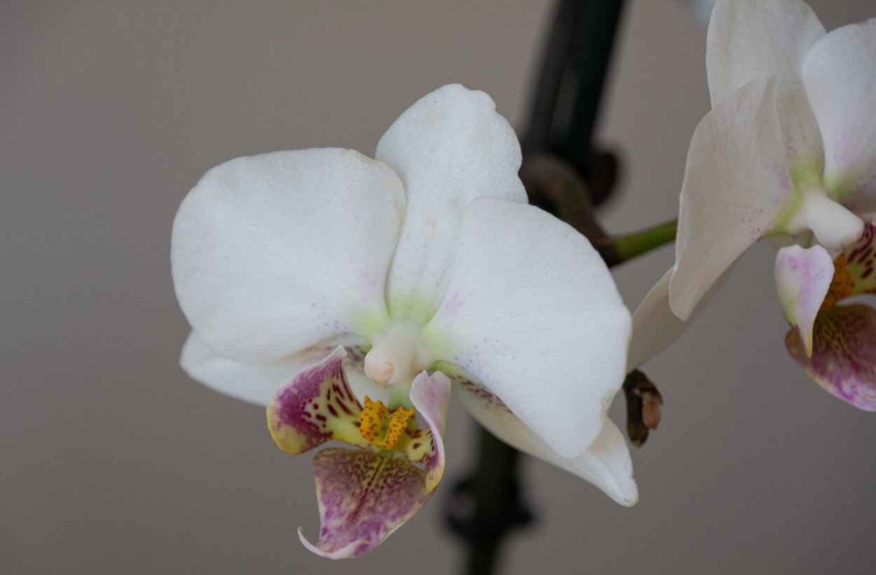 Фаленопсис Гойя