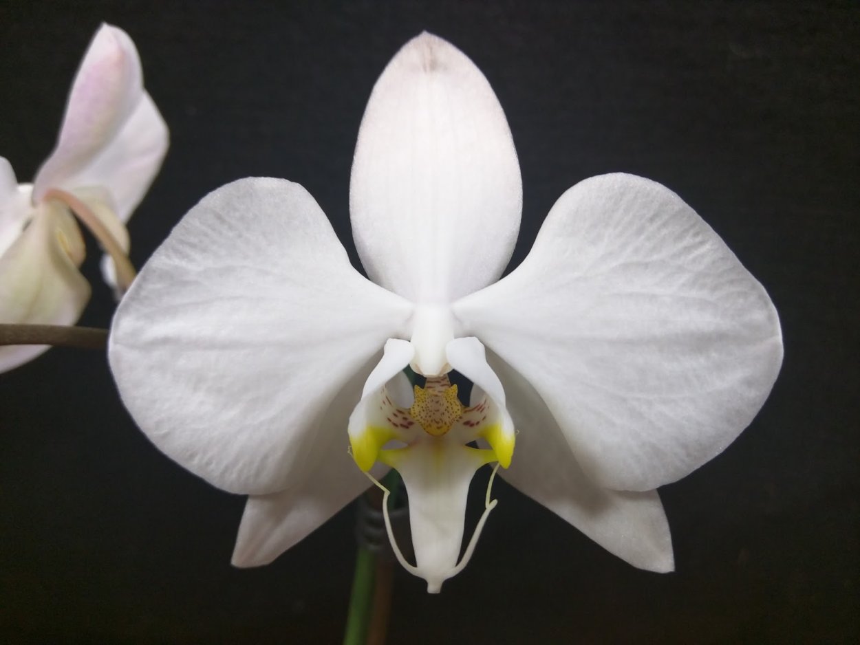 Фаленопсис Leeds