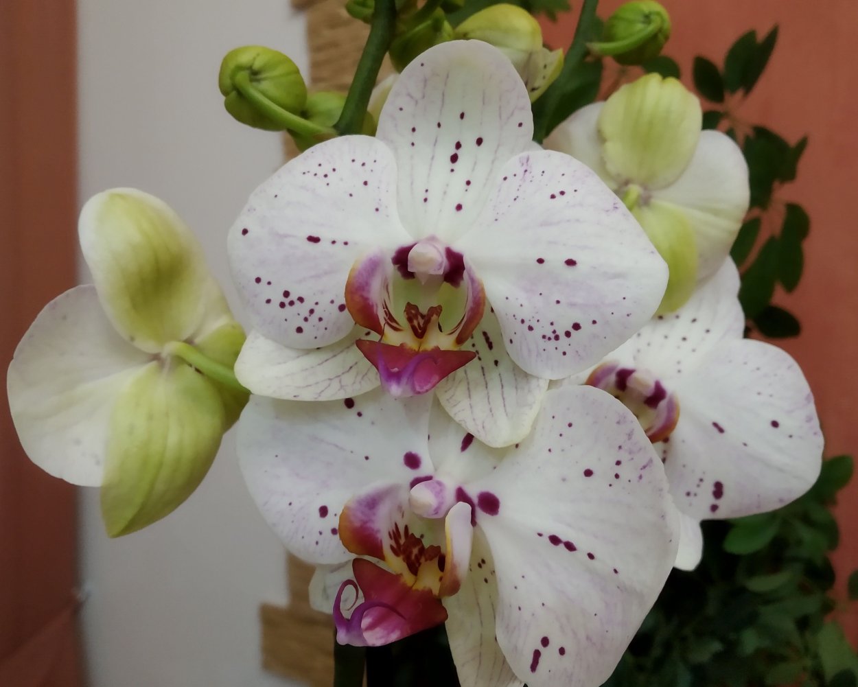 Goya сорт фаленопсис