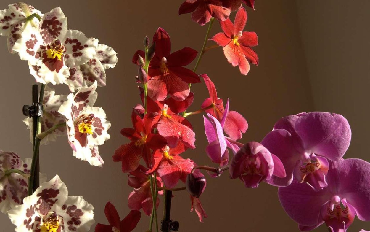 Орхидея фаленопсис Брион