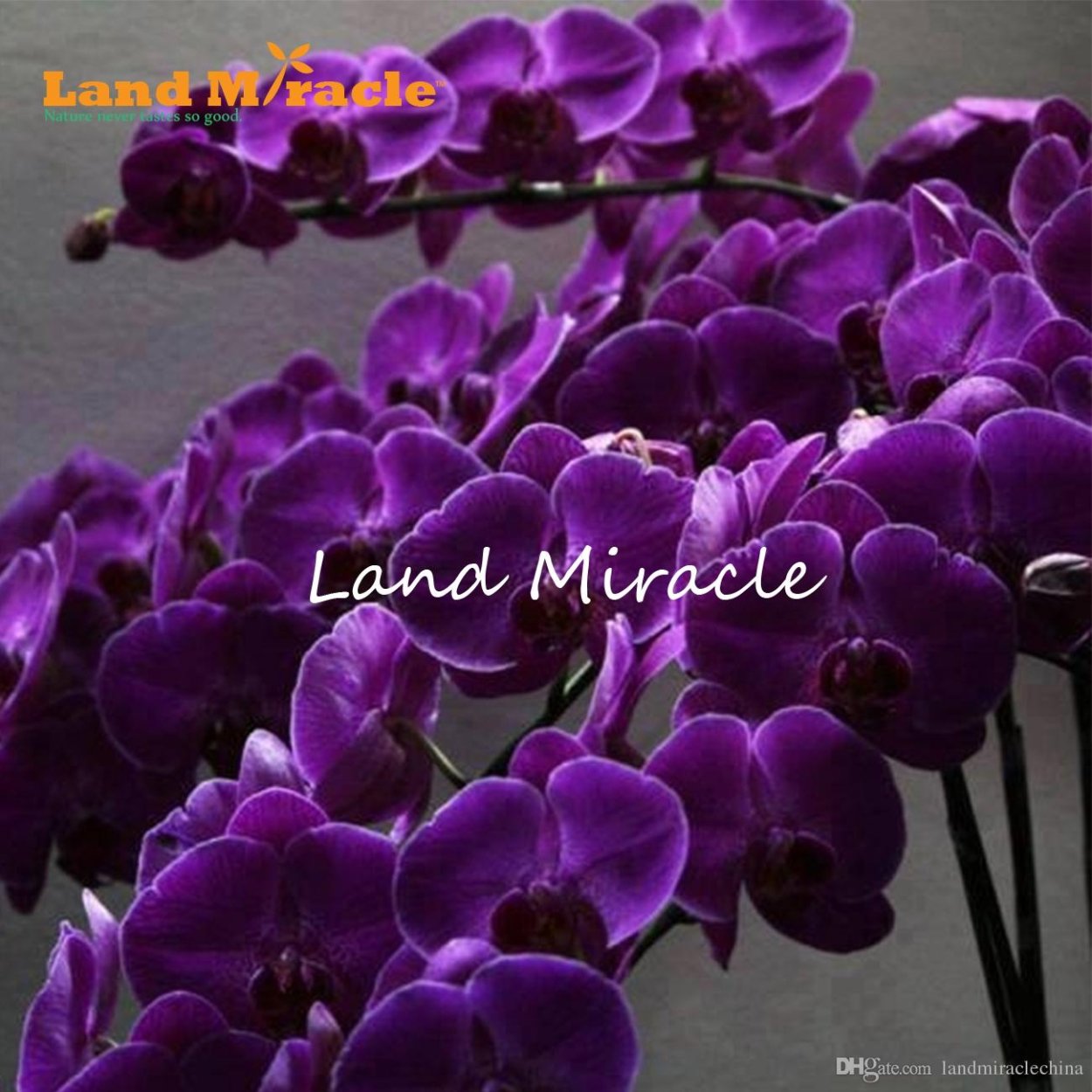 Орхидея Калипсо фаленопсис