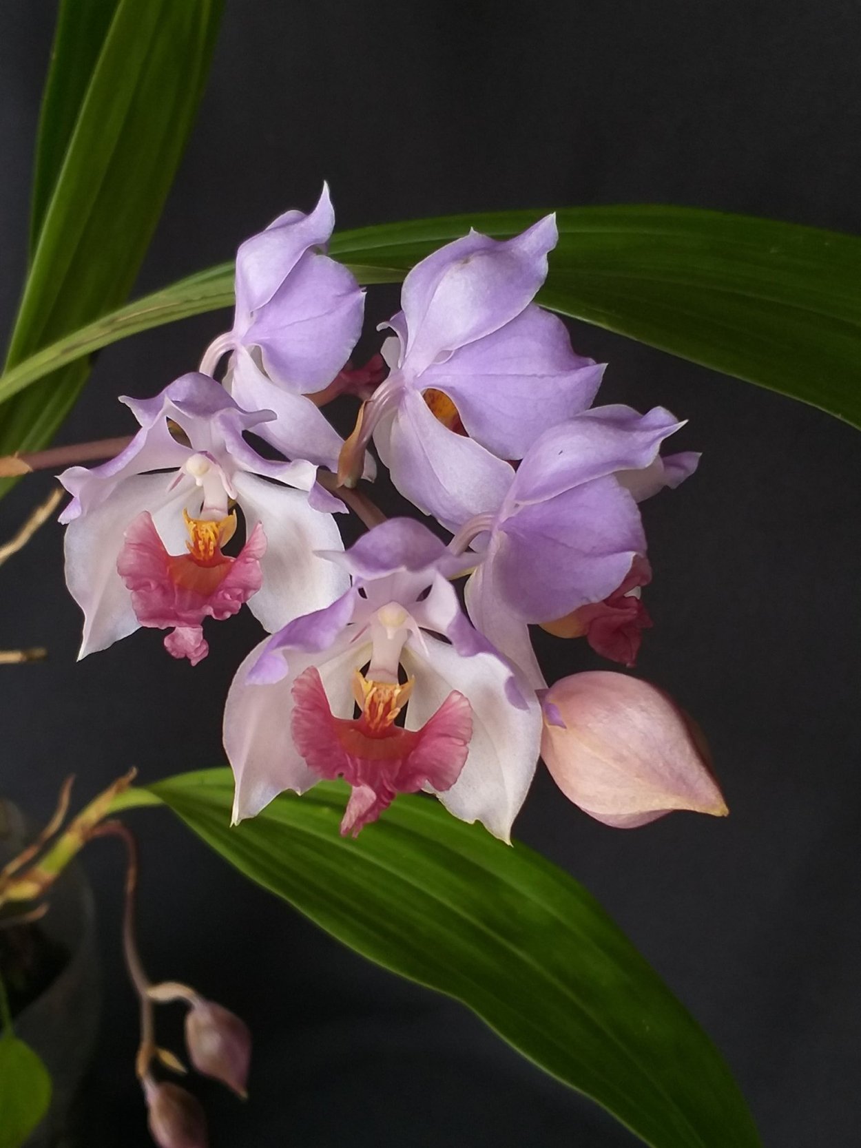 Орхидея Аганизия / Aganisia