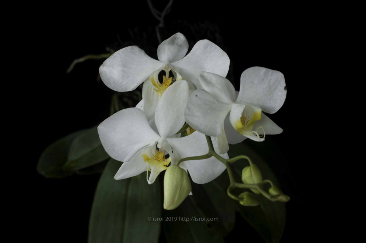 Фаленопсис saporita