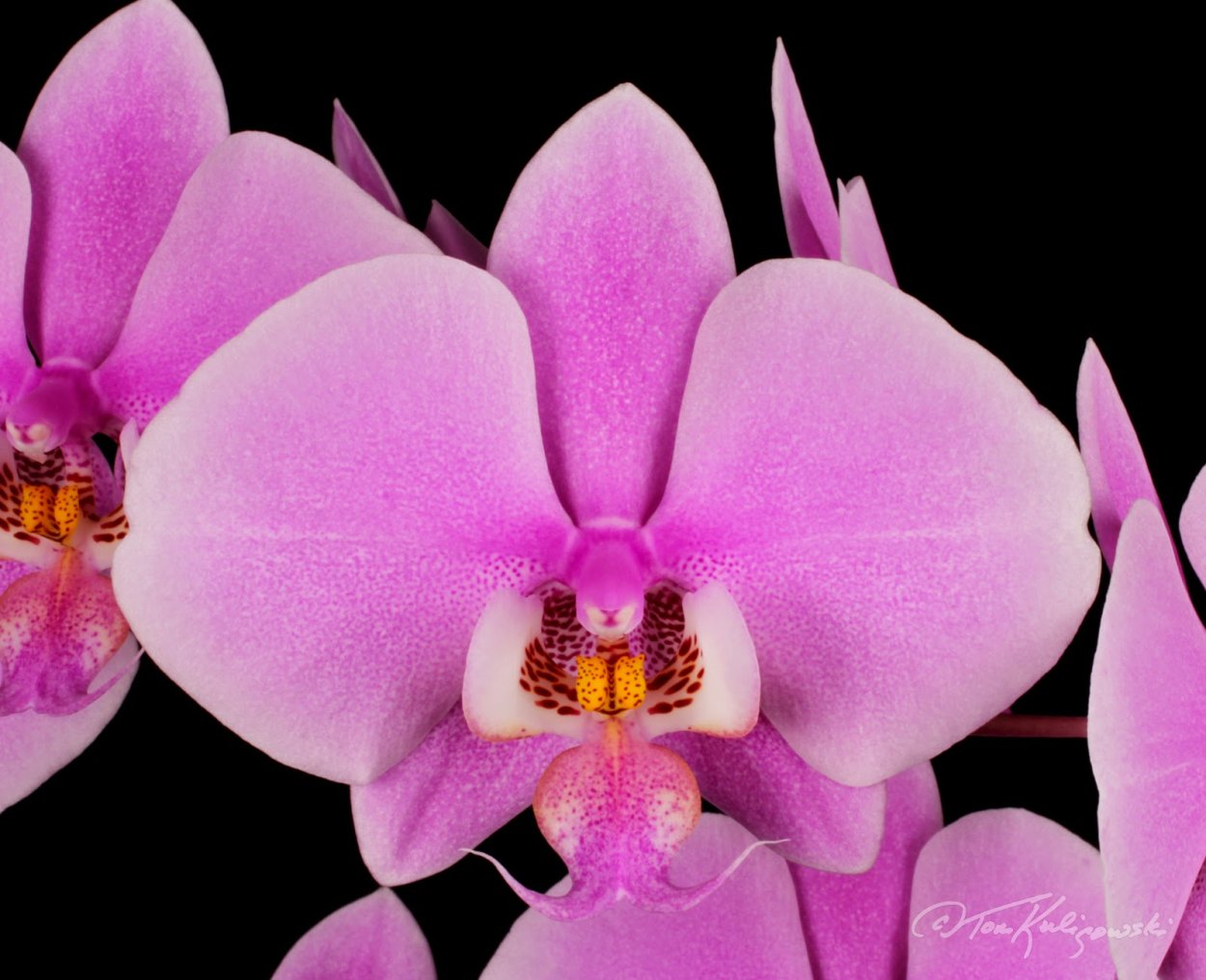 Фаленопсис Mongo