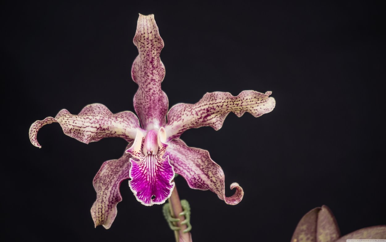 Фаленопсис Уитни