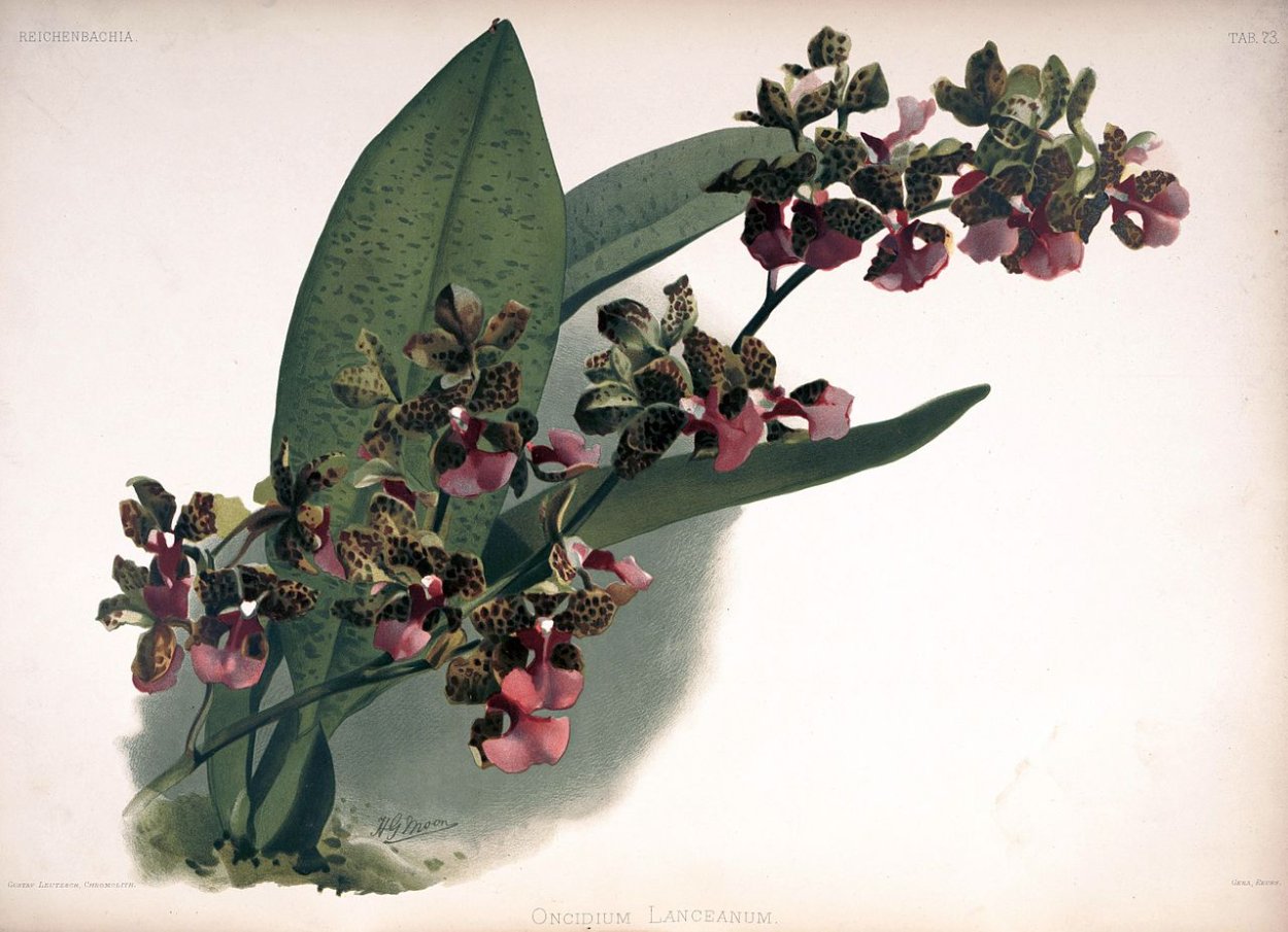 Поводник Лучистый