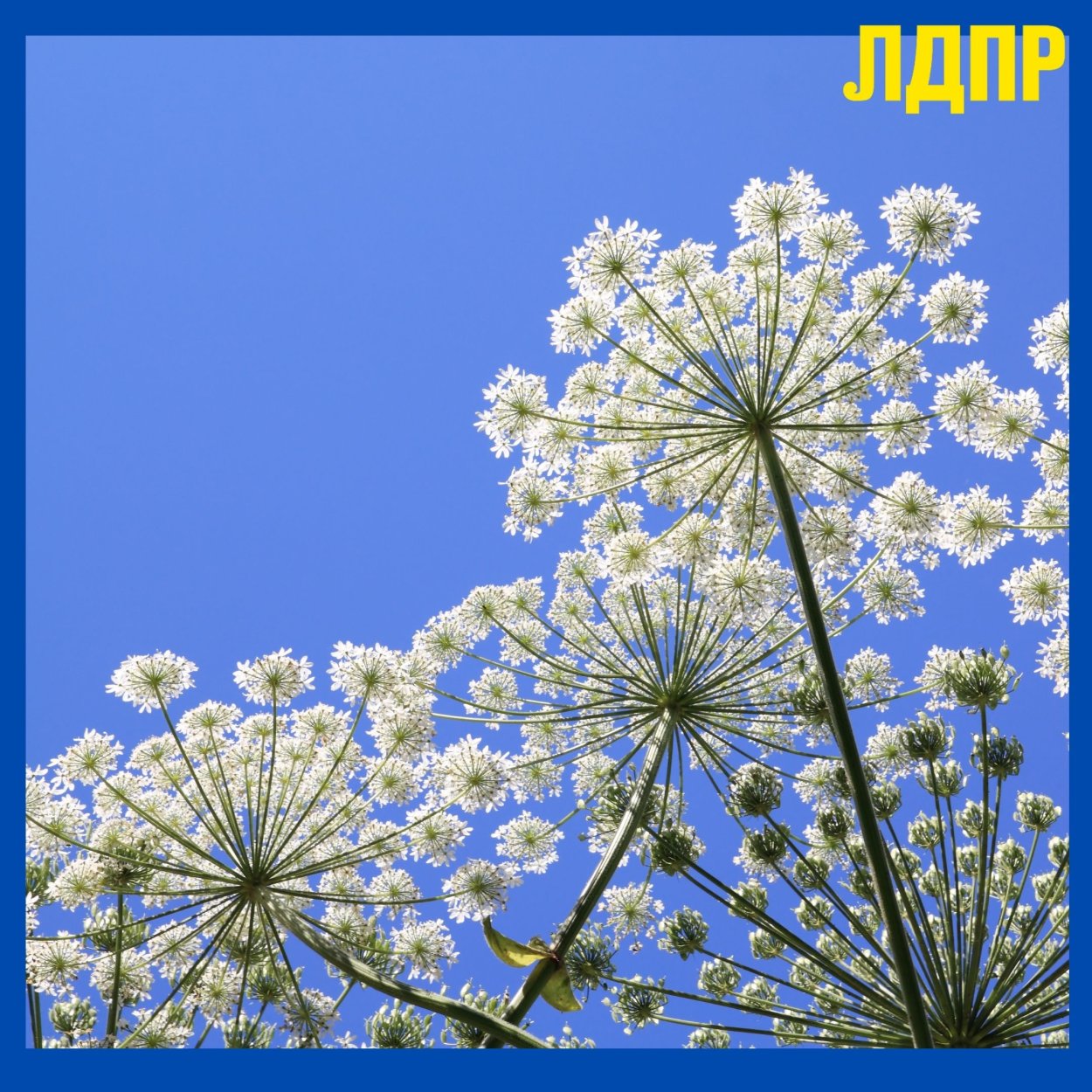 Салават Юлаев на фоне курая