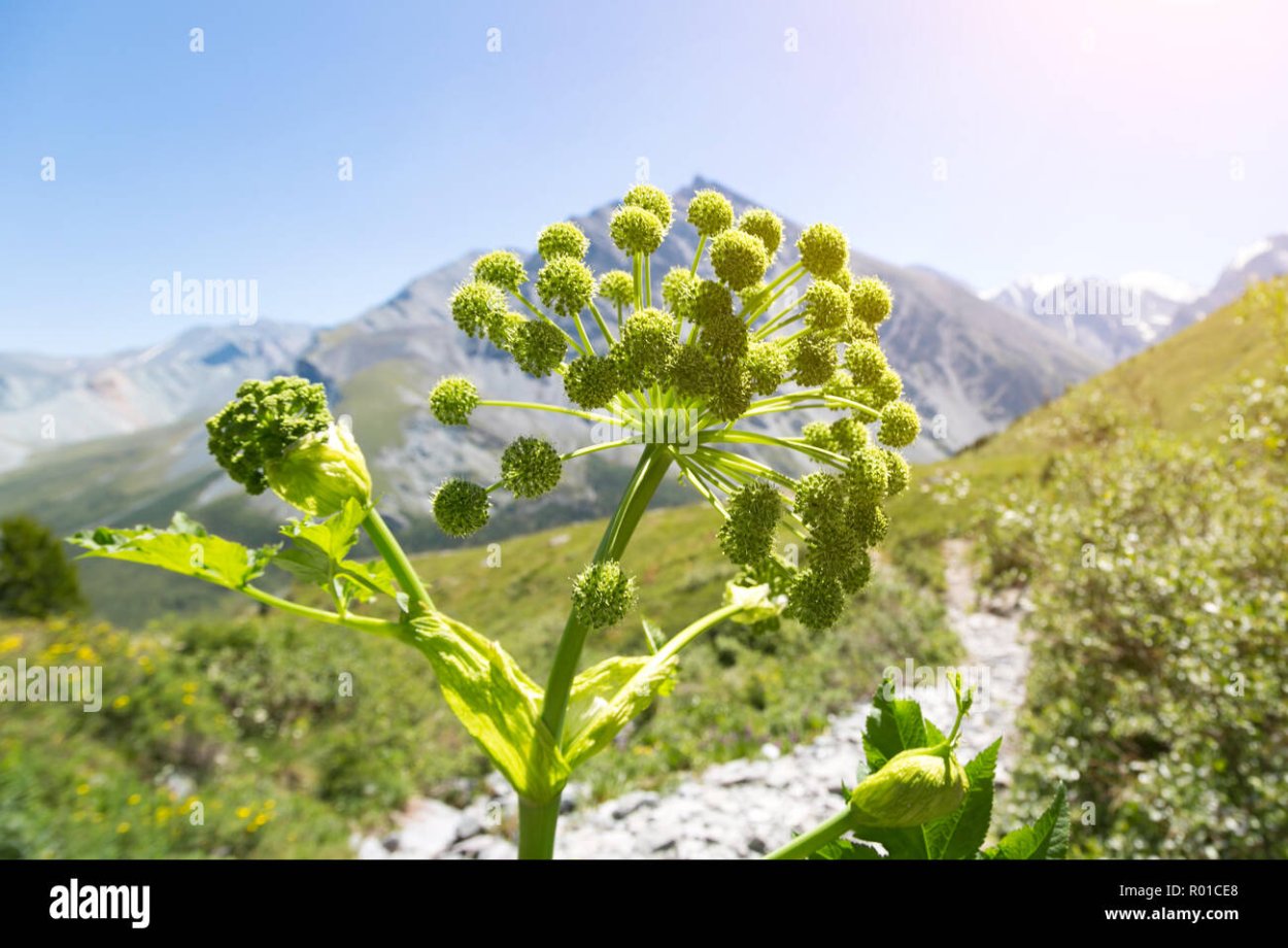 Башкирский кураист