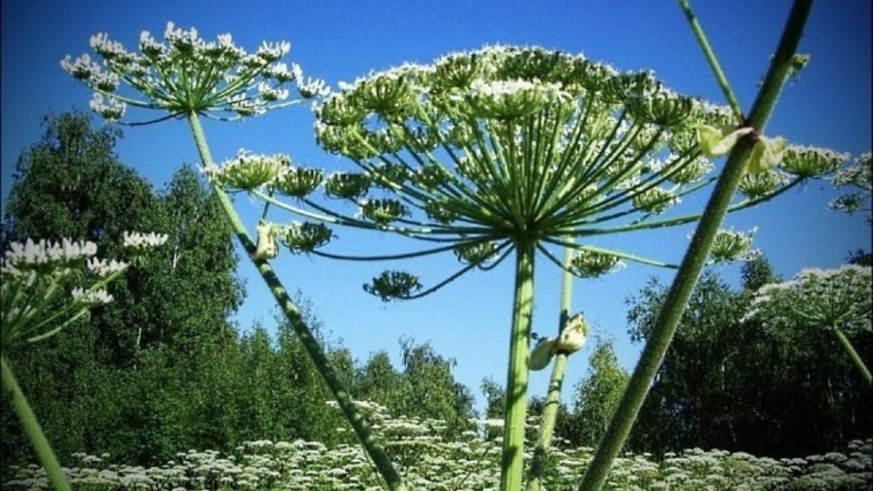 Стилизованный цветок курая