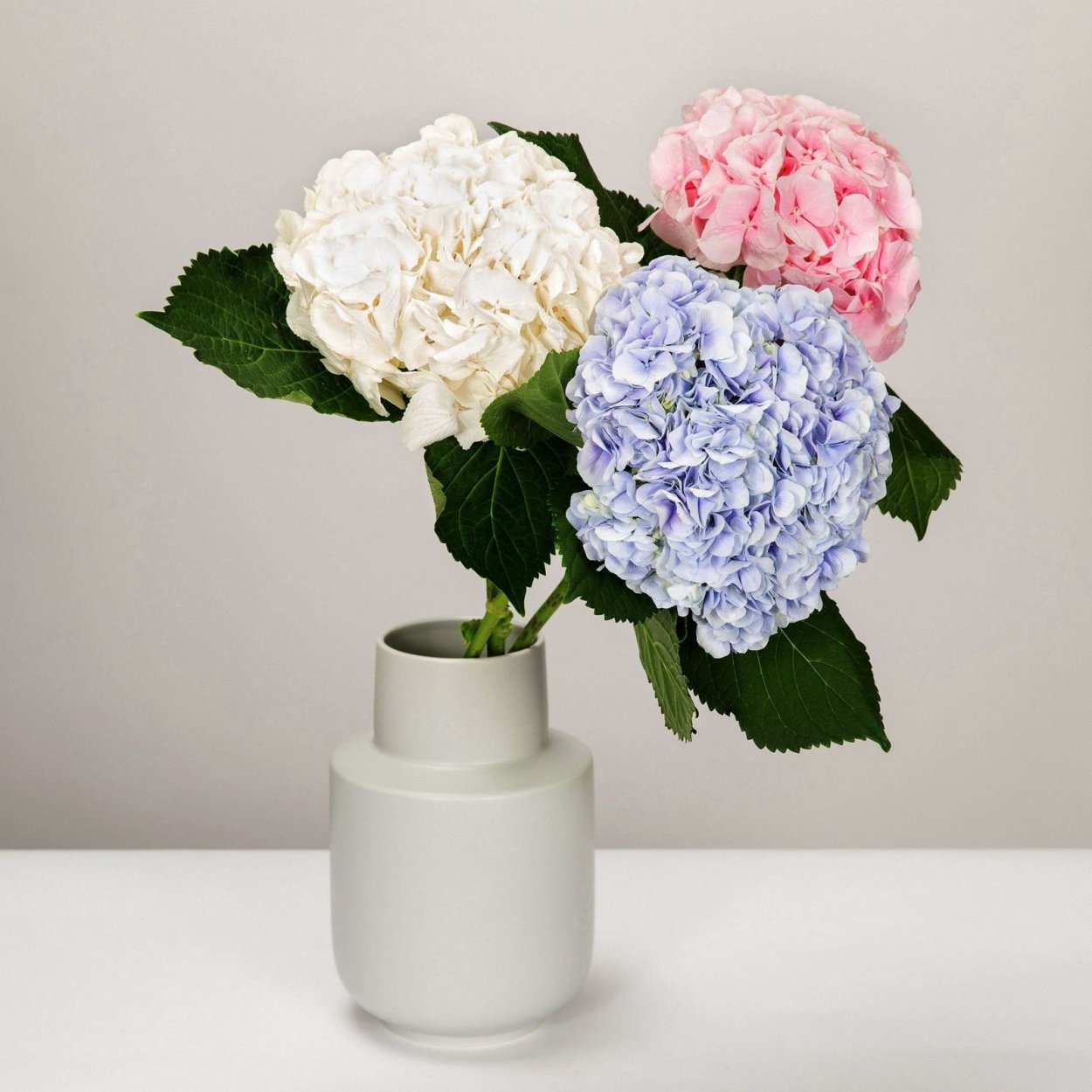 Гортензия Arya