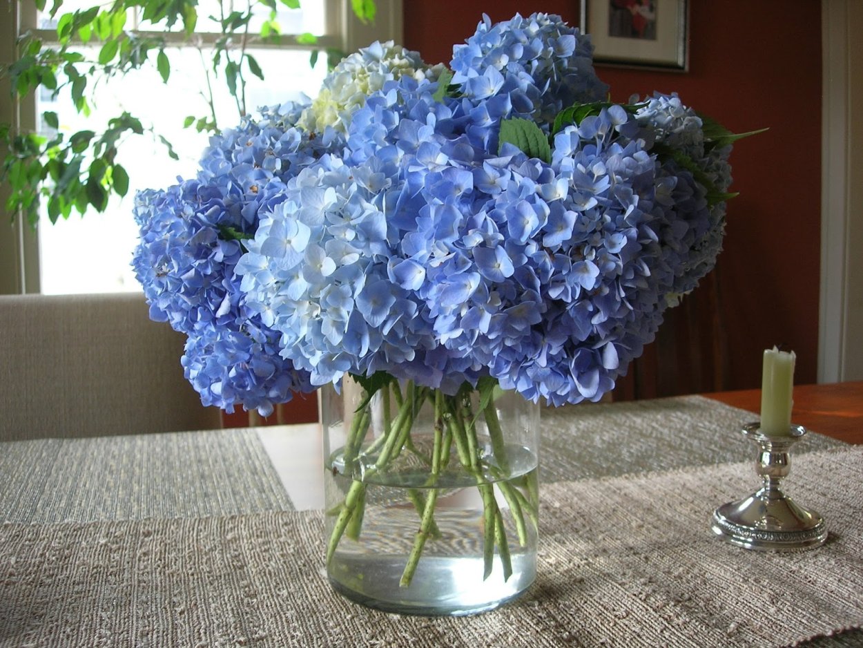 Белая гортензия в вазе