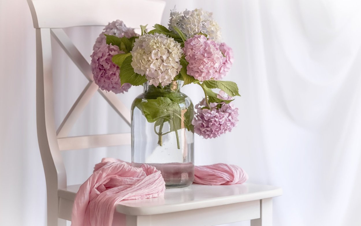 Гортензия сухостой