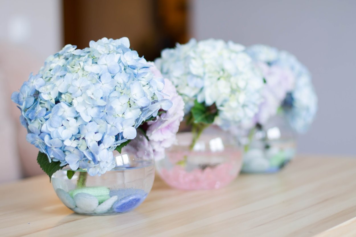 Гортензия бежевая