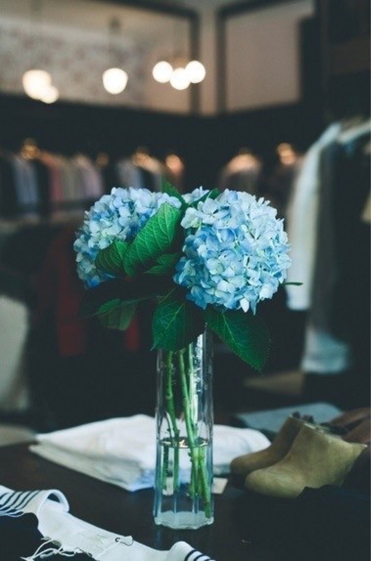 Гортензия Роуз Блю